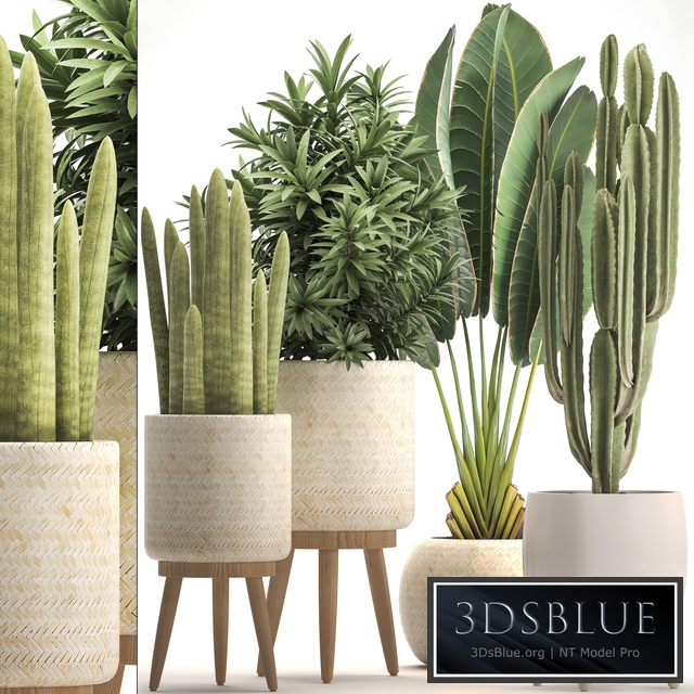 Collection of plants 320. White basket, dracaena, ravenala, banana, cereus, cactus, sansevieria, interior, indoor, Scandinavian style, strelitzia