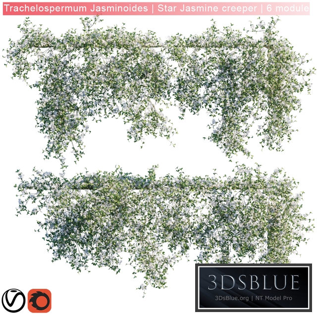 Trachelospermum Jasminoides | Star Jasmine creeper | 6 module