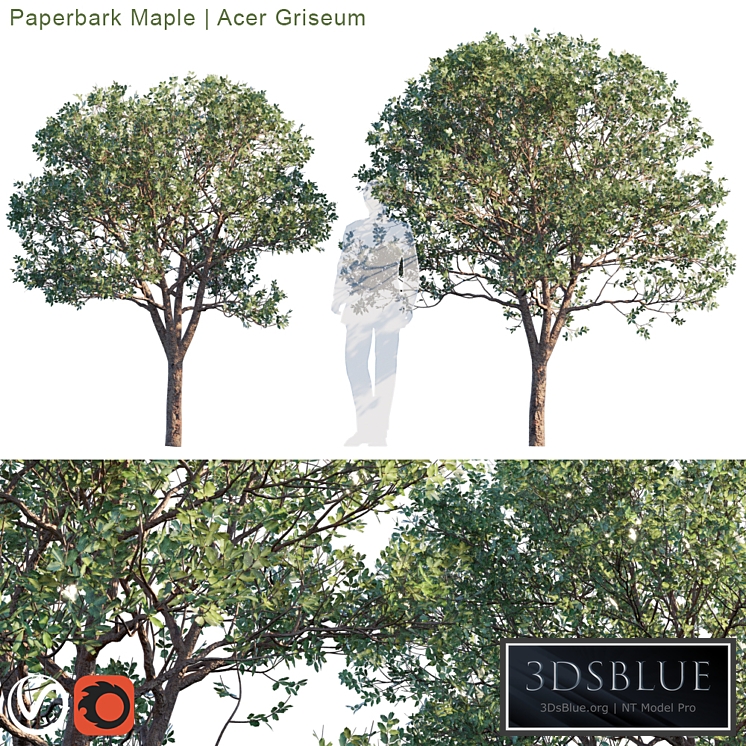 Paperbark Maple | Acer Griseum # 2