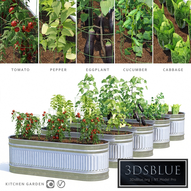 Garden | Kitchen garden