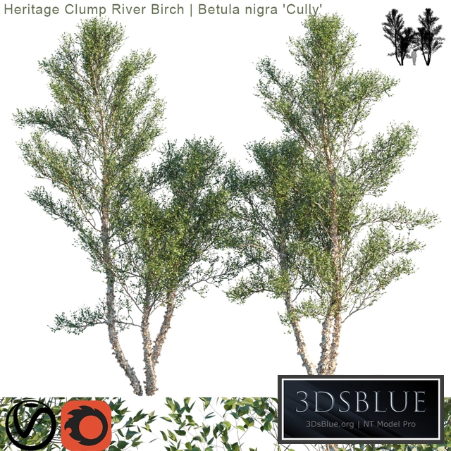 Heritage Clump River Birch | Betula nigra "Cully" # 3