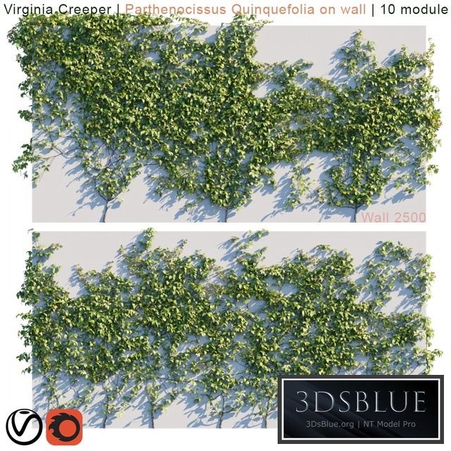 Virginia Creeper | Parthenocissus Quinquefolia on wall
