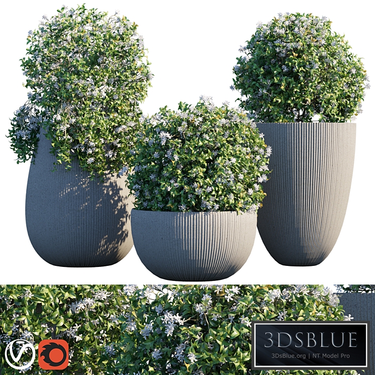 Plant in pots # 14: Star Jasmine