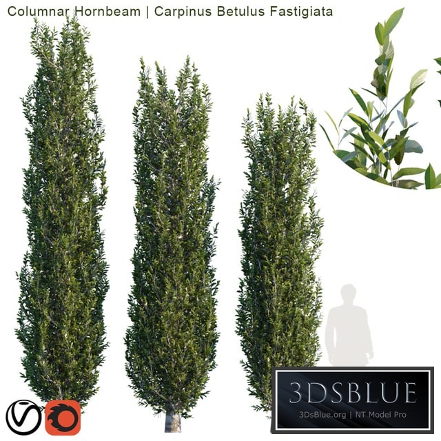 Columnar Hornbeam # 2