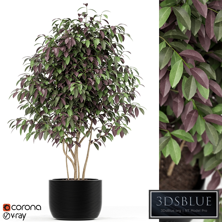 Plants collection 162