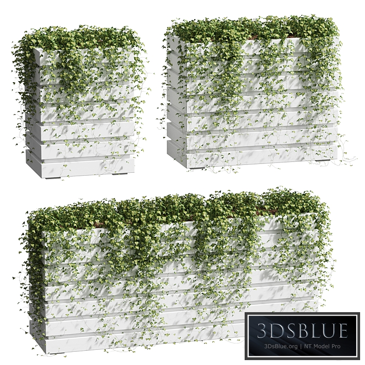 Ivy in tubs. 3 models