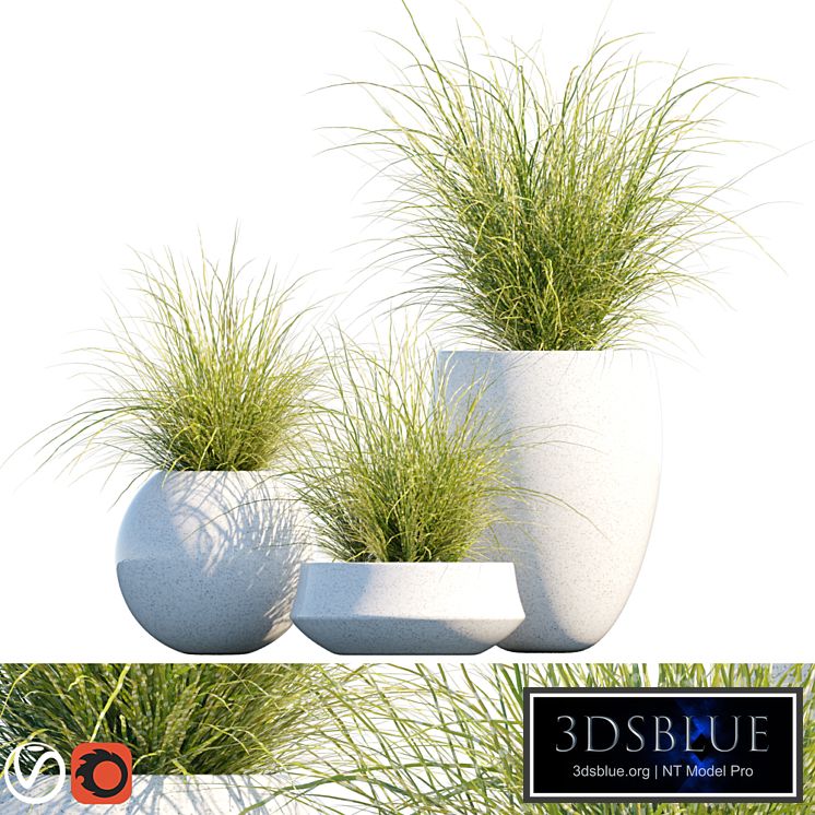 Plant in pots # 16: Miscanthus mood