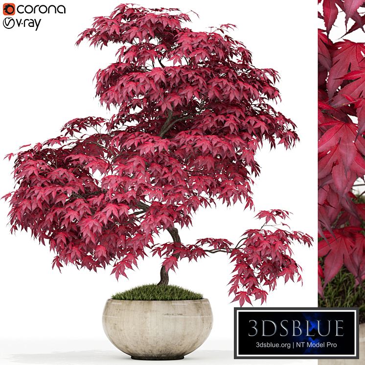 Plants collection 164