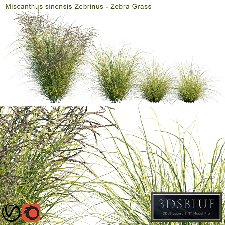 Miscanthus sinensis Zebrinus | Zebra grass