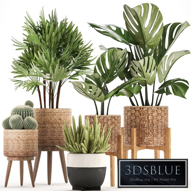 Plant collection 321. Monstera, basket, cactus, rapis, palm tree, indoor plants, Barrel cactus, eco design, natural materials, exotic, bush, scandinavian style, Raphis Palm
