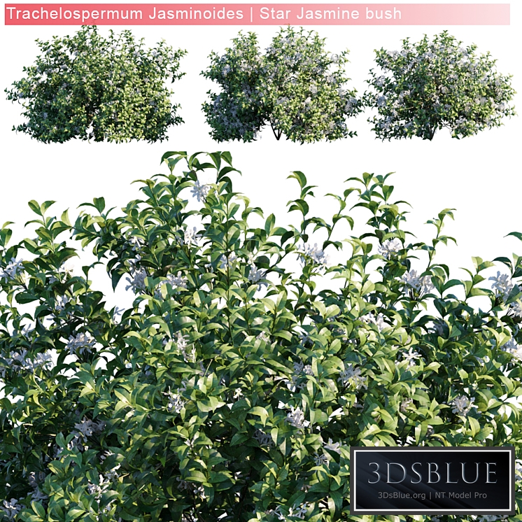 Trachelospermum Jasminoides | Star jasmine bush