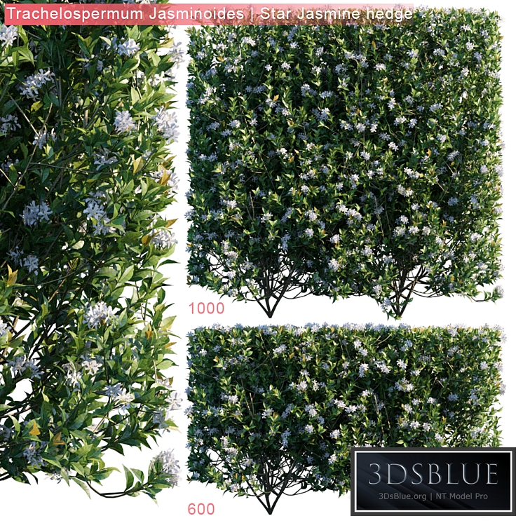 Trachelospermum Jasminoides | Star jasmine hedge