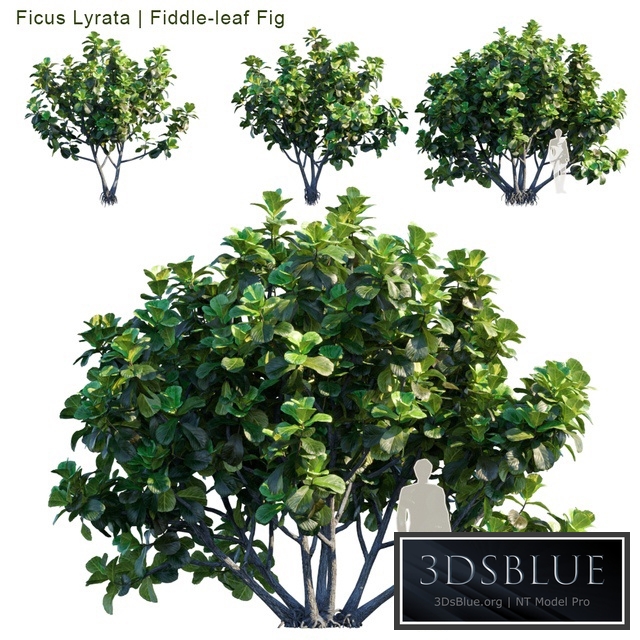 Ficus Lyrata | Feed-leaf fig