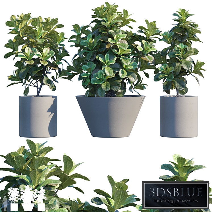 Plant in pots # 19: Ficus Lyrata | 3m