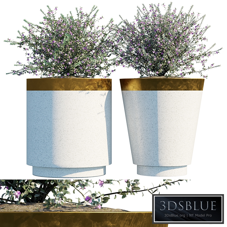 Plant in pots # 20: Leucophyllum frutescens