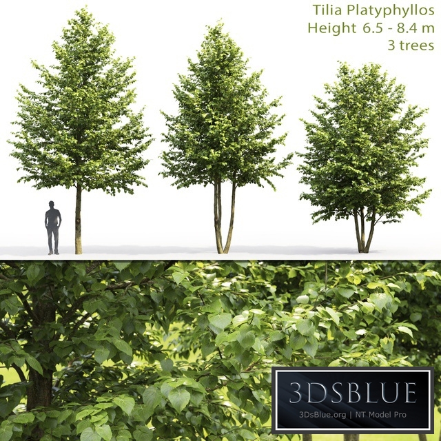 Tilia platyphyllos
