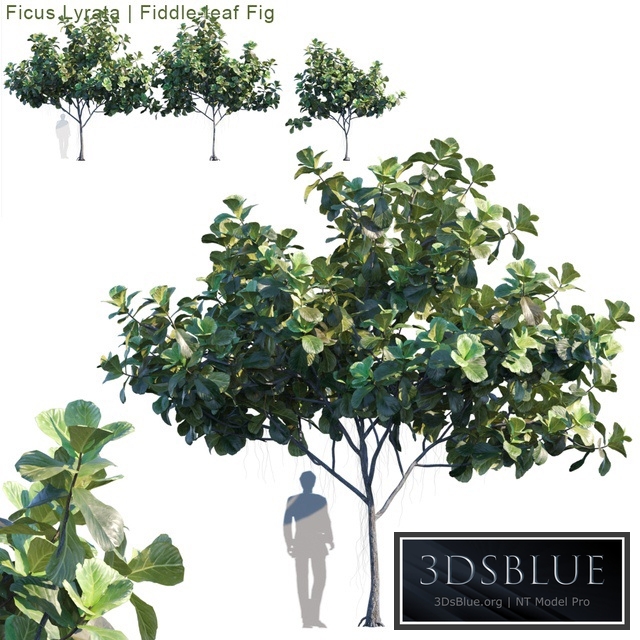 Ficus Lyrata | Feed-leaf fig # 2