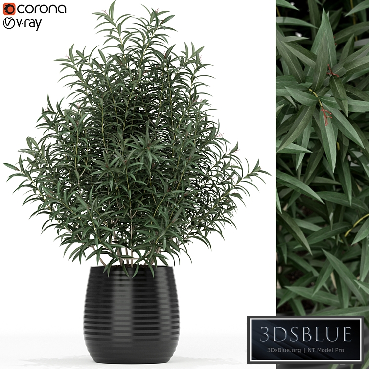 Plants collection 167