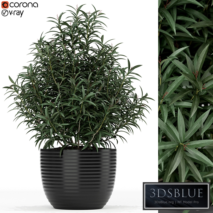 Plants collection 168