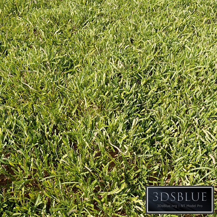High Details Grass