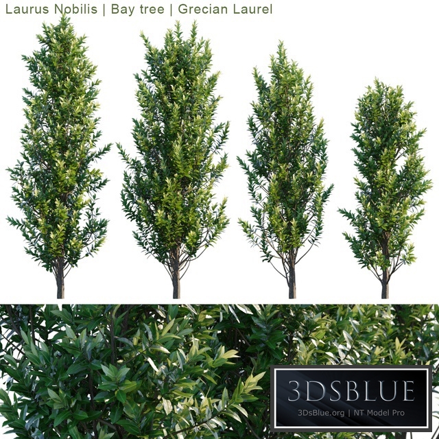 Laurus Nobilis | Bay tree | Grecian Laurel