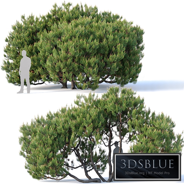 Pinus mugo # 3. H380 cm. Five tree modular set
