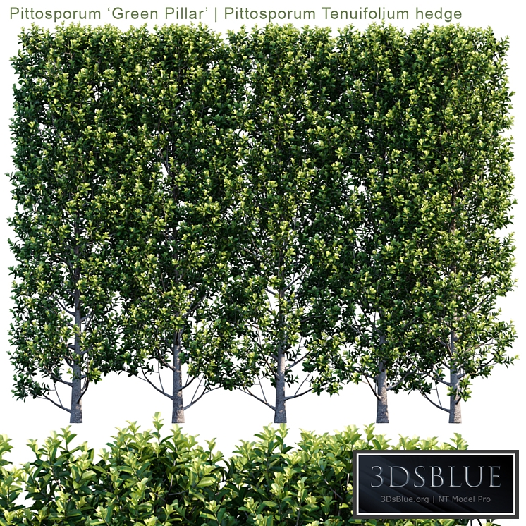 Pittosporum &#39;Green Pillar&#39; | Pittosporum Tenuifolium hedge | 1m8