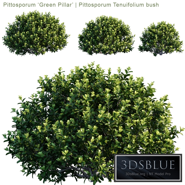 Pittosporum "Green Pillar" | Pittosporum tenuifolium bush