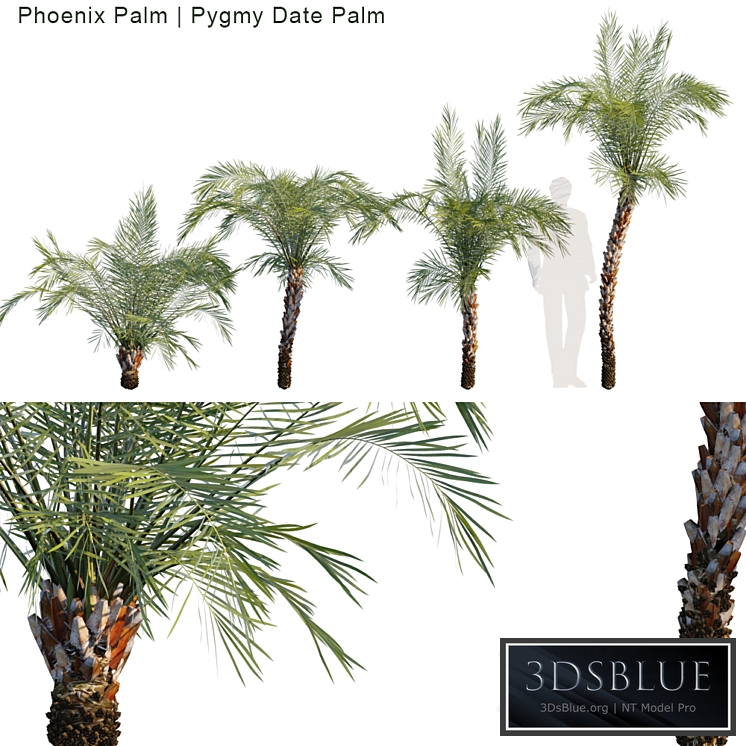 Phoenix Palm | Pygmy date palm