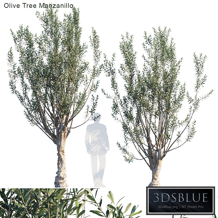 Olive tree manzanillo