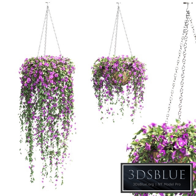 Petunia in hanging pots. 2 models