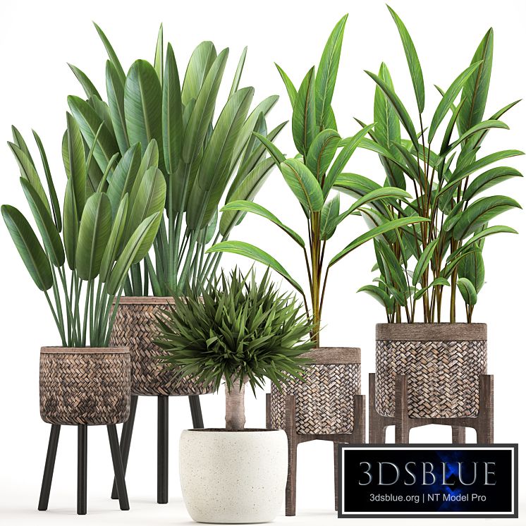 Plant collection 322. strelitzia, basket, pot, alpinia, dracaena, indoor plants, strelitzia, eco design, natural decor