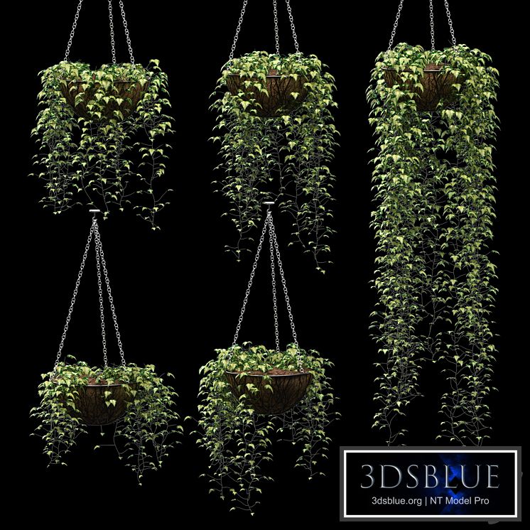 Ivy in pots. 5 models