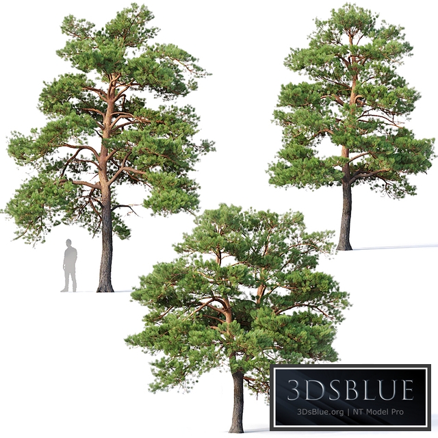 Pinus sylvestris # 5 H7-10m Three tree set