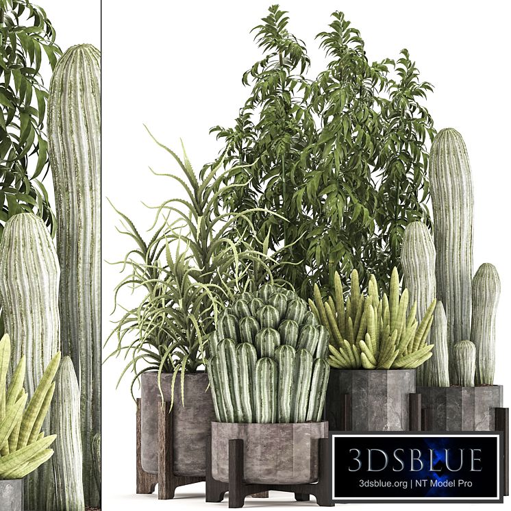 Collection of plants 325. Cactus, thickets, indoor plants, concrete, pot, bamboo, aloe, cactus, desert plants, thickets, outdoor