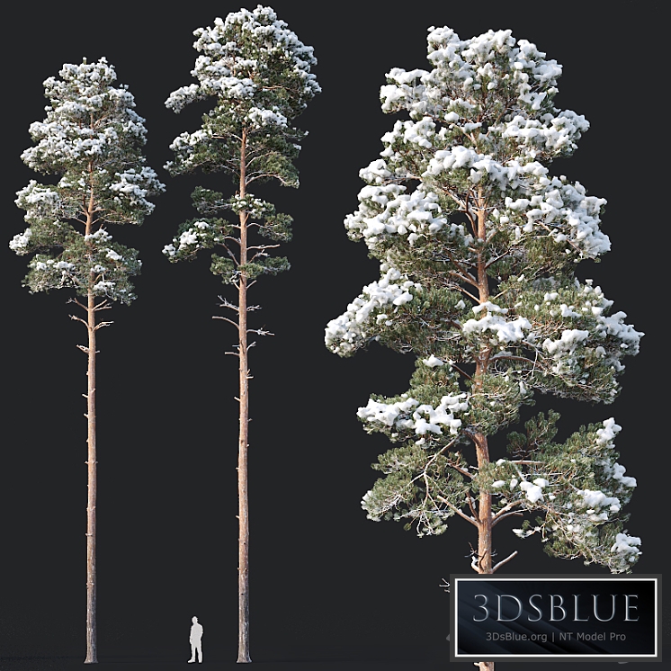 Pinus sylvestris # 8 H22-24m Two tree set