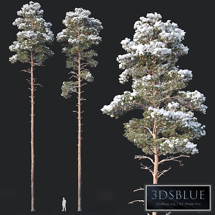 Pinus sylvestris nr9. H25, 26m. Winter five tree set