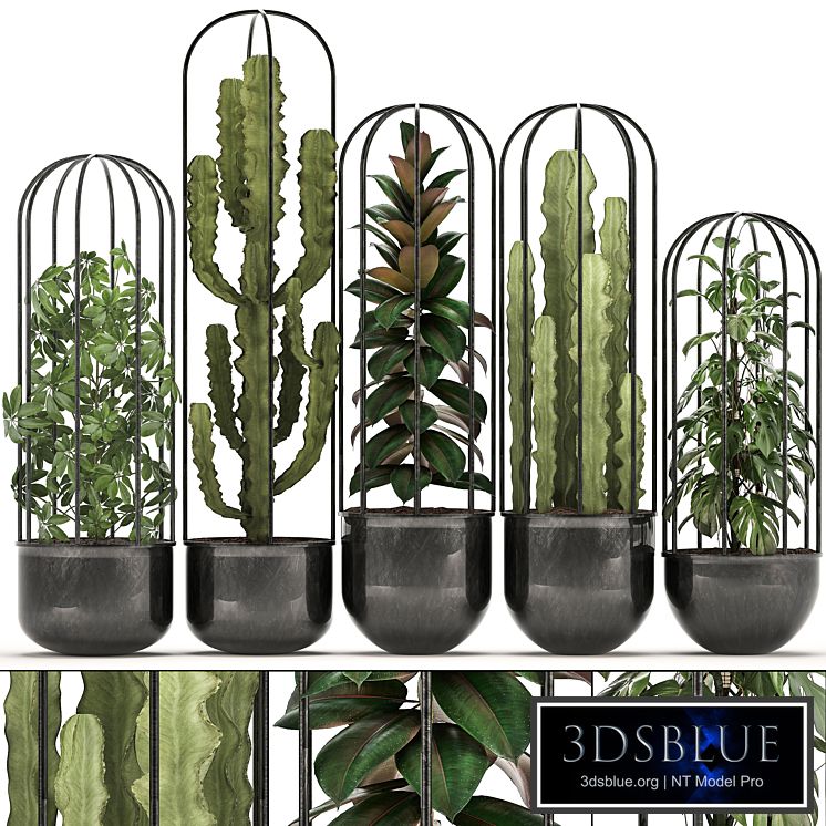 Collection of plants 327. Black pot, loft, flowerpot, cactus, spurge, monstera, Schefflera, ficus, interior, ficus abidjan, metal, industrial style