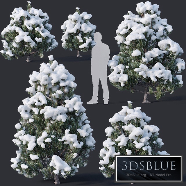 Pinus sylvestris # 11 H1m-3m Winter Five tree set