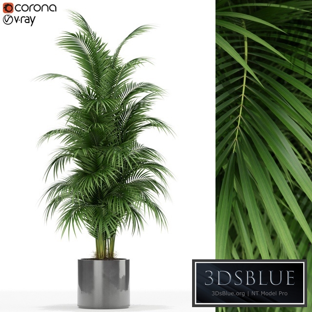 Plants collection 176