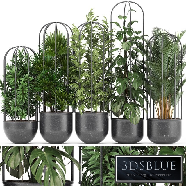 Plant collection 329. Black pot, flowerpot, loft, palm tree, monstera, rapis, bamboo, interior, indoor, bushes, exotic, tropical, industrial style, metal flowerpot, Raphis palm