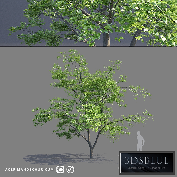 Maple Manchurian tree | Acer mandschuricum