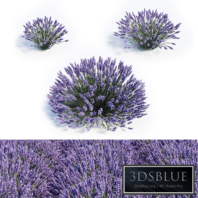 Lavandula set