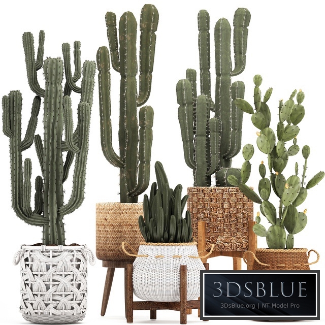 Collection of plants 330. Basket rattan, prickly pear, indoor cactus, white basket, carnegia, Prickly pear, desert plants, eco design, wicker