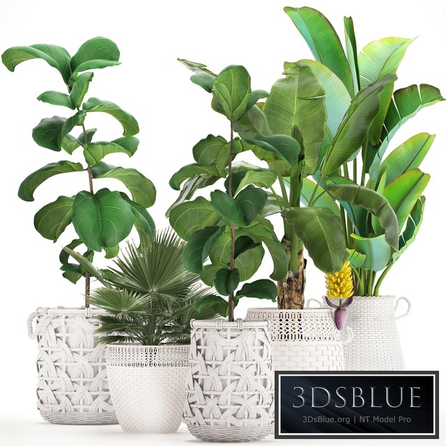 Plant collection 331. White baskets, rattan, Banana, Ravenala, ficus lyrata, fan palm, fruits, rotan, indoor plants, eco design, wicker, strelitzia