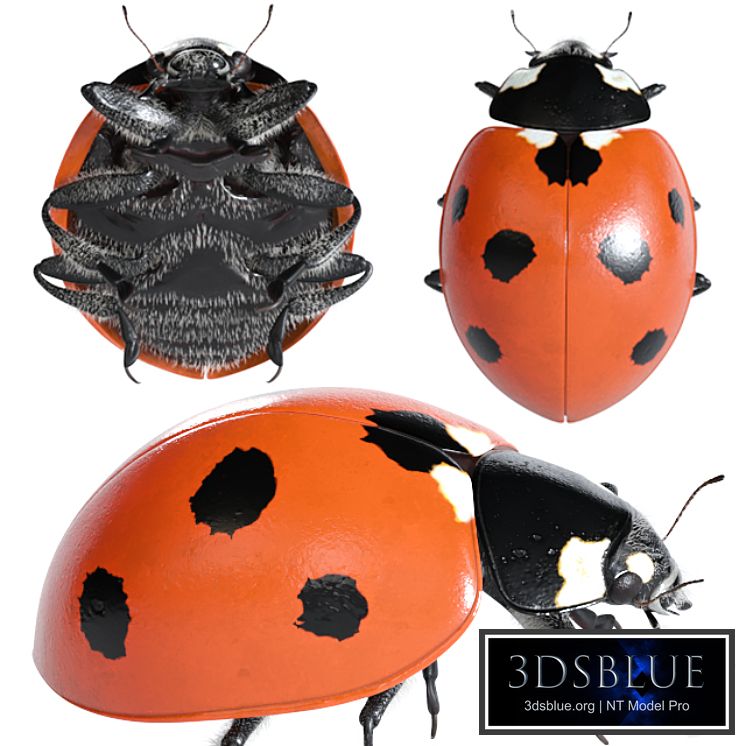 Ladybug (vray NEXT)