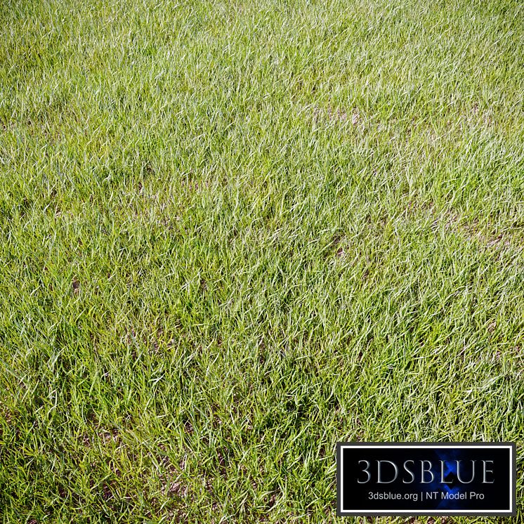 Grass_for_landscaping
