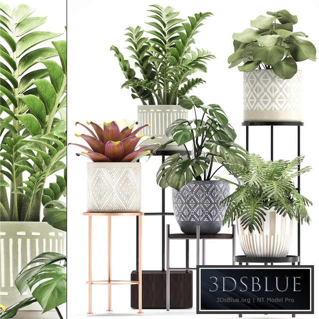 Collection of plants 333. Flower shelf, stand, Zamioculcas, monstera, Bromelia, Philodendron, houseplants, stand, Scandinavian style, flower