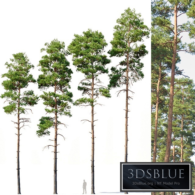 Pinus sylvestris # 6 H17-22m Four tree set
