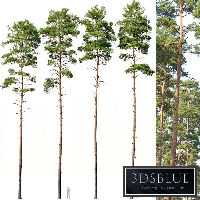Pinus sylvestris # 12 H24-27m Four tree set